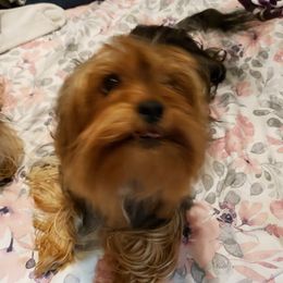 Leo - Yorkshire Terrier