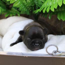 Girl 2 - female French Bulldog puppy in Saucier, Mississippi from Mississippi Sound Frenchies