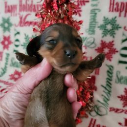 Girl 3 - Red female Dachshund puppy in Klamath Falls, Oregon from Luvindoxys4u