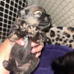 Clover - Black and tan male Pomeranian puppy in Zavalla, Texas from Precious Puff Poms
