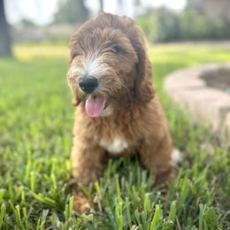 Orange - Red  female Goldendoodle puppy in Spring, Texas from The Doodle Den