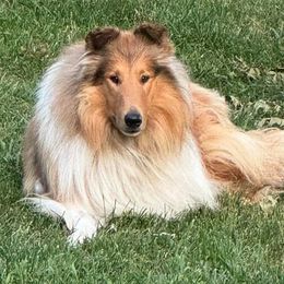 Xilan - Collie