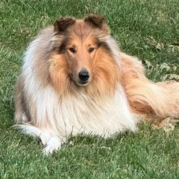 Xilan - Collie