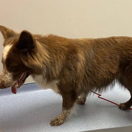 Athena - German Shepherd