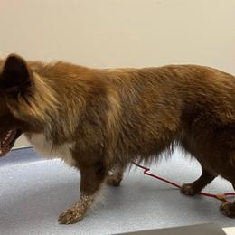 Athena - German Shepherd