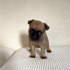 Brussels Griffon Puppies from Butler Brussels Griffon