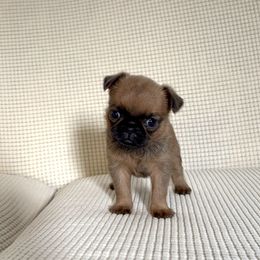 Brussels Griffon Puppies from Butler Brussels Griffon