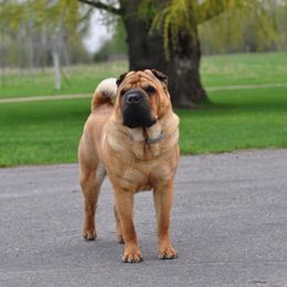 Chinese Shar-Pei from Nordic Star