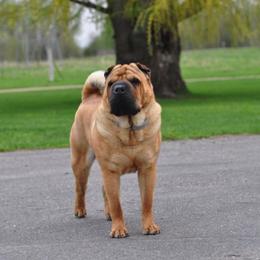 Chinese Shar-Pei from Nordic Star
