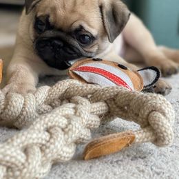 Golden Retriever and Pug Puppies from Ebert Pugs