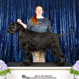 Bond - Giant Schnauzer
