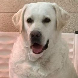 Faithe - Labrador Retriever