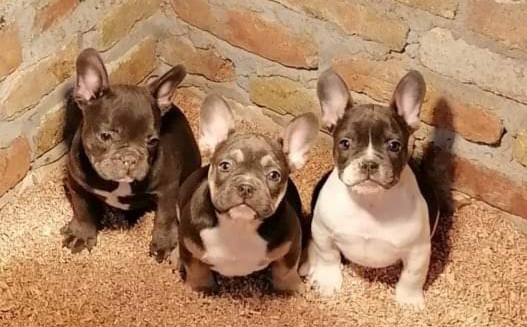 American Staffordshire Terriers and French Bulldogs from Pirouette Am Staffs and Incroyableu French Bulldogs