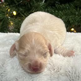 Frosty - Cream male Dachshund puppy in Payette, Idaho from NT Mini Doxies