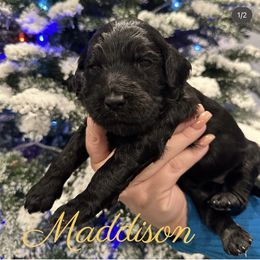 Girl 3 - Black Goldendoodle puppy in Eastvale, California from Patriot Family Paws