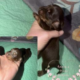 Rocket (green collar) - Chocolate and cream male Dachshund puppy in Pope, Mississippi from Anna’s Mini Doxies