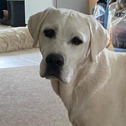Labrador Retriever puppies from Golden Hills Retrievers