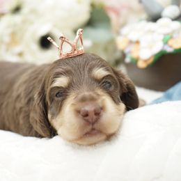 Dachshund Puppies from 30 Acre Woods Dachshunds