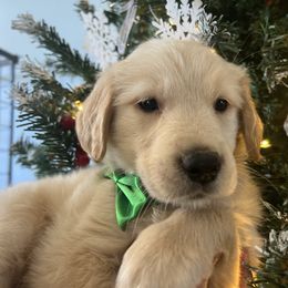 Rory - Golden female Golden Retriever puppy in Pace, Florida from Panhandle PawsNClaws