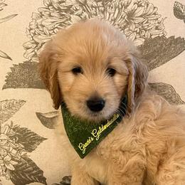 Goose - Cream male Goldendoodle puppy in The Woodlands, Texas from Gracie's Goldendoodles and Bernedoodles