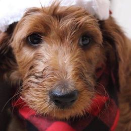 Goldendoodle Puppies from Cossey Doodles