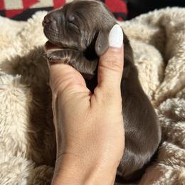 Thunder - Chocolate and tan male Dachshund puppy in California from Ranch Hand Weenies