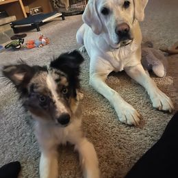 Miniature Australian Shepherd and Toy Australian Shepherd Puppies from Pawesome Lil Aussies