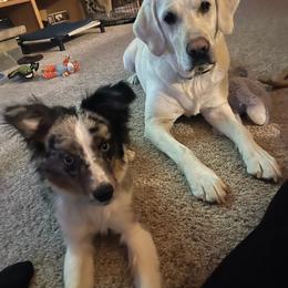 Miniature Australian Shepherd and Toy Australian Shepherd Puppies from Pawesome Lil Aussies