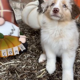Australian Shepherd Puppies from Aussome Okie Aussies