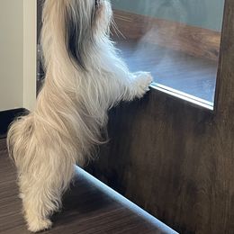 Shih Tzu Puppies from Little Lion Puppies