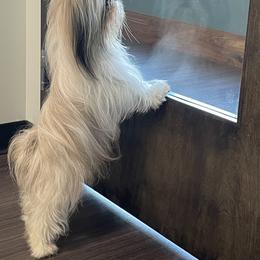 Shih Tzu Puppies from Little Lion Puppies