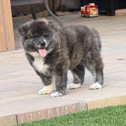 Bushedo - Brindle male Japanese Akitainu puppy in Lakeside, California from The Akita INU Club, California