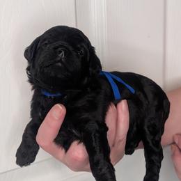 Blue Boy - black - Black male Whoodle puppy in Kalispell, Montana from Countryman Whoodles