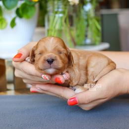 Jet - Red male Cavapoo puppy in Salado, Texas from Red Ranch Dogs