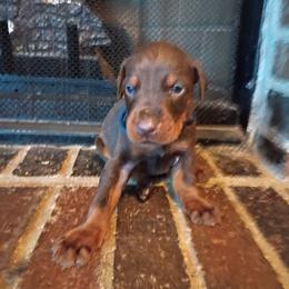 Blue collar Red boy - Red and rust male Doberman Pinscher puppy in Antioch, Tennessee from Aiba Doberman's