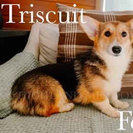 Triscuit - Black and tan female Pembroke Welsh Corgi puppy in Bend, Oregon from Highland Meadow Corgis