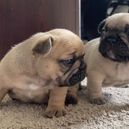 French Bulldog Puppies from Von Bales French Bulldogs