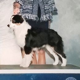 Vicky - Miniature American Shepherd