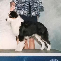 Vicky - Miniature American Shepherd
