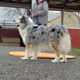 Oakie - Miniature Australian Shepherd