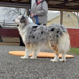 Oakie - Miniature Australian Shepherd