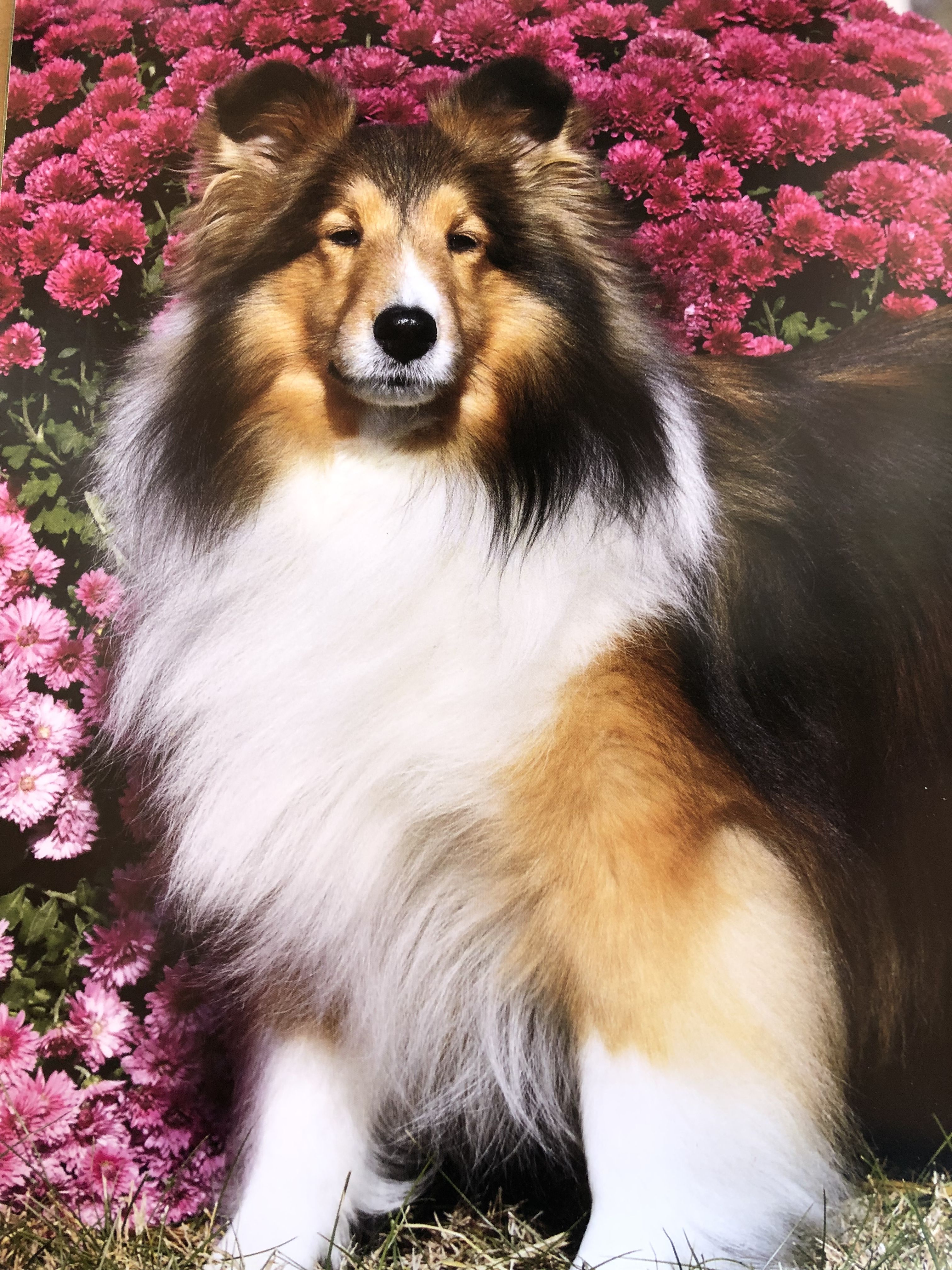 Keeara’s Shetland Sheepdogs in Shetland Sheepdog puppies