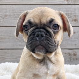 Paris - Fawn female French Bulldog puppy in Warm Springs, Arkansas from State Line Dachshunds & Frenchies