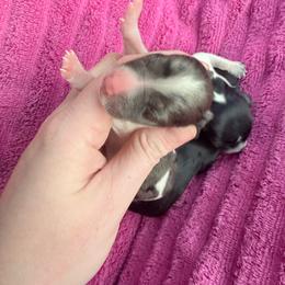 Dapple piebald - Dapple male Dachshund puppy in Umatilla County, Oregon from Divine Dogs