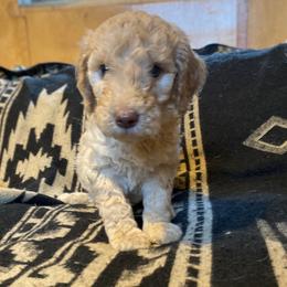 Henry (Blue Collar) - Cream male Labradoodle puppy in Toledo, Washington from Bigfoot Doodles