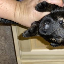 German Shepherd Puppies from Eisenkraft K9’s