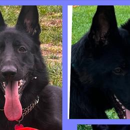 German Shepherds from S and R kennels