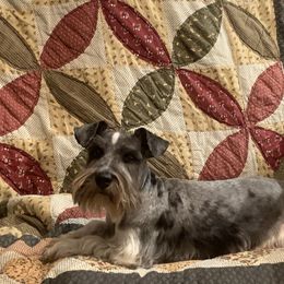 Bendy - Miniature Schnauzer