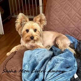 Sasha - Yorkshire Terrier