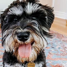Miniature Schnauzers from Swiney's Mini Schnauzers